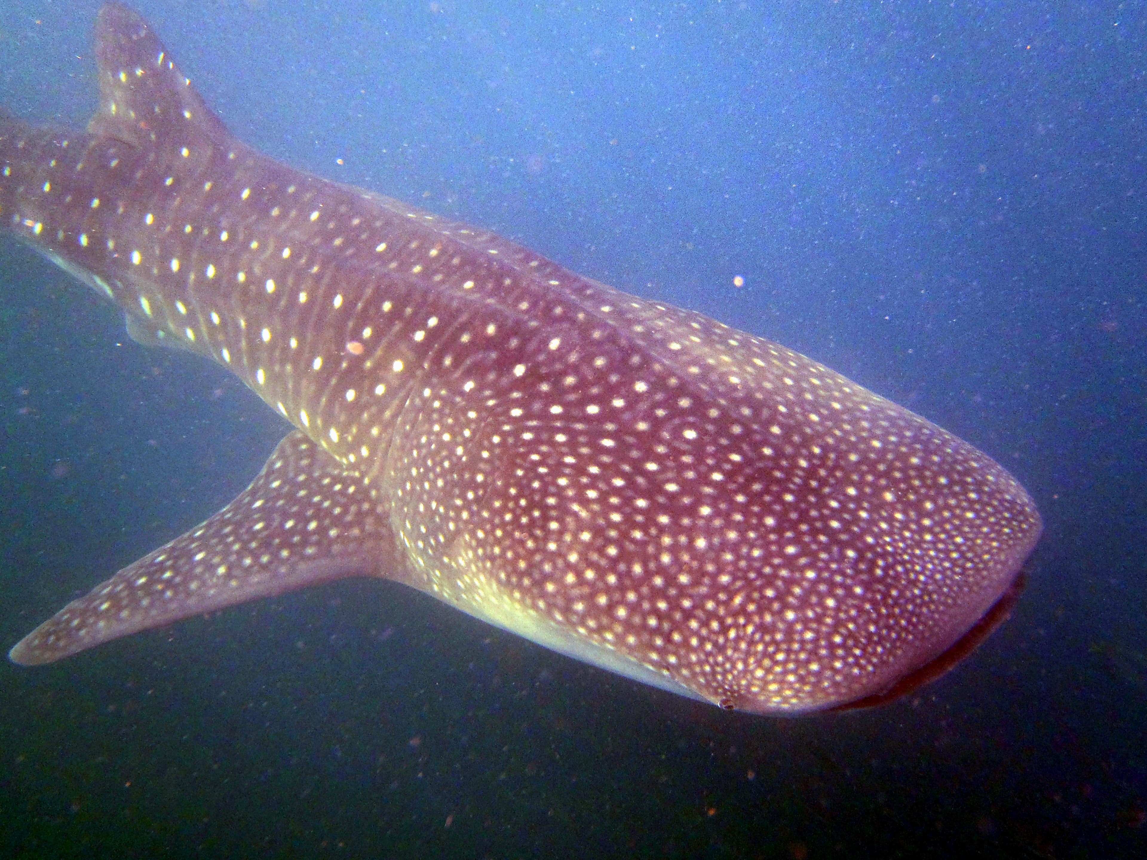Whale Shark (Rhincodon typus) in an approved source image used for species identification.